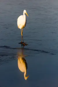 Reflete de la Grande Aigrette