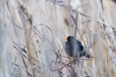 Merle dans les roseaux