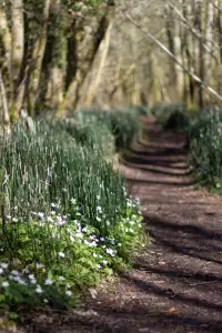 Arrivée du printemps