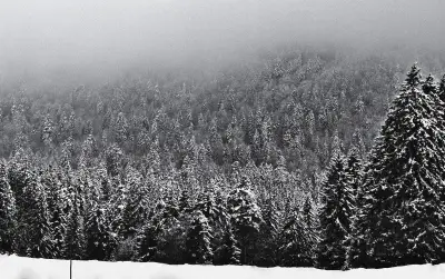 Forêt d'hiver