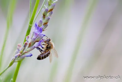 Gu&ecirc;pe sur lavande.