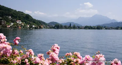 Fleur au premier plan &agrave; Ponte-Tresa