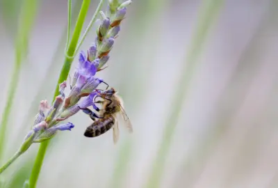 Maîtrisez l'ouverture du diaphragme et la profondeur de champ