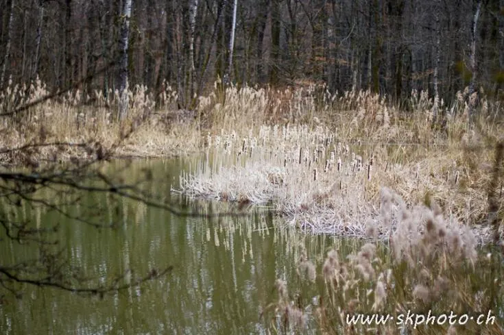 Gouille Marion entre Versois et Mies