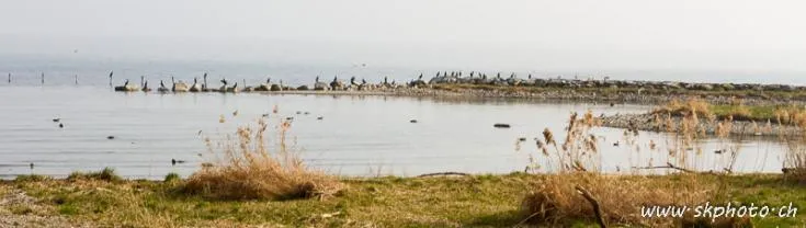L'&Icirc;le aux oiseaux &agrave; Pr&eacute;verenges